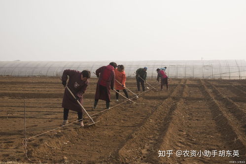 土壤污染的预防、防治与修复 矿源黄腐酸钾的作用及实际方案